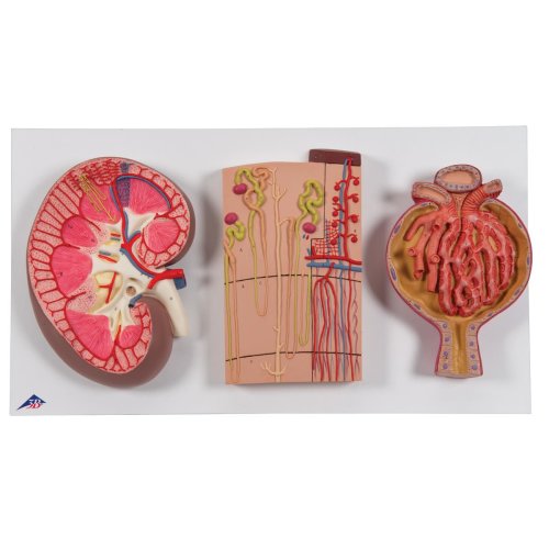 Serie mit Nierenschnitt, Nephron, Blutgefäßen & Nierenkörperchen Modelle - 3B Smart Anatomy