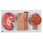 Serie mit Nierenschnitt, Nephron, Blutgef&auml;&szlig;en &amp; Nierenk&ouml;rperchen Modelle - 3B Smart Anatomy