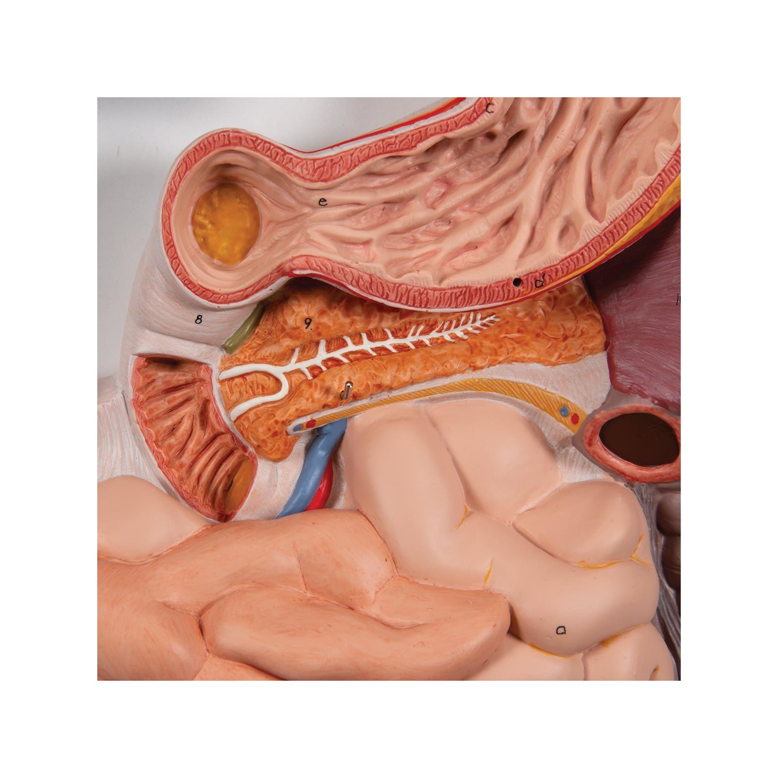 3B Scientific Verdauungsapparat Modell 3-teilig – Mit Kostenloser 3B Smart Anatomy App, Lebensgroß, Für Studium & Ausbildung