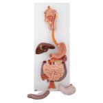 Digestive System Model, 3 part - 3B Smart Anatomy