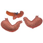 Stomach Model, 3 part - 3B Smart Anatomy