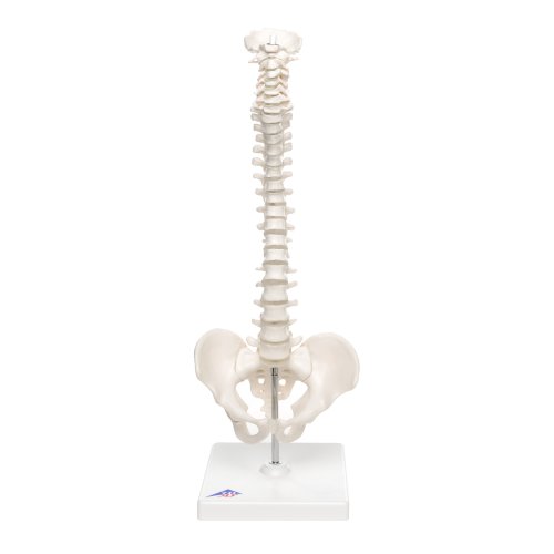 Mini Spine Model, Flexible with Pelvis, on Removable Base - 3B Smart Anatomy