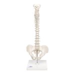 Mini Spine Model, Flexible with Pelvis, on Removable Base...