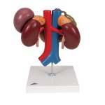 Kidneys Model with Rear Organs of Upper Abdomen, 3 part -...