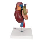 Kidneys Model with Rear Organs of Upper Abdomen, 3 part - 3B Smart Anatomy