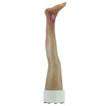 Base model leg with 7 deep wounds