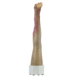 Base model leg with 7 deep wounds