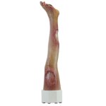 Base model leg with 7 deep wounds