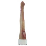Base model leg with 7 deep wounds