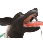 Hunde Intubationskopf