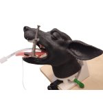 Hunde Intubationskopf