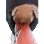 Hunde Intubationskopf