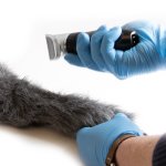 Hunde I.V. Injektionsbein