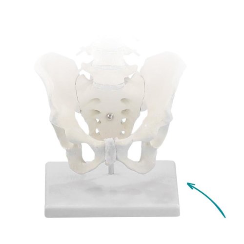 Stand for Spine