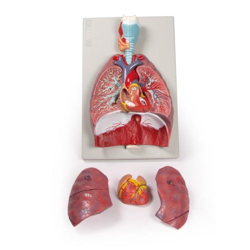 Lungs, Heart and Pharynx, 7 parts