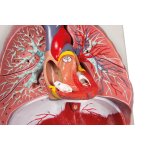 Lungs, Heart and Pharynx, 7 parts