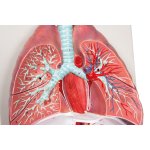 Lungs, Heart and Pharynx, 7 parts