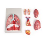 Lungs, Heart and Pharynx, 7 parts