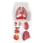 Lungs, Heart and Pharynx, 7 parts