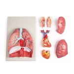 Lungs, Heart and Pharynx, 7 parts