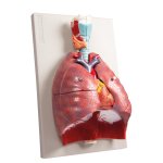 Lungs, Heart and Pharynx, 7 parts