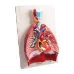 Lungs, Heart and Pharynx, 7 parts