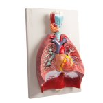Lungs, Heart and Pharynx, 7 parts