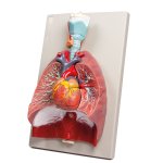 Lungs, Heart and Pharynx, 7 parts