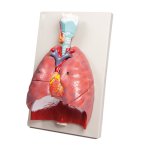 Lungs, Heart and Pharynx, 7 parts