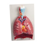 Lungs, Heart and Pharynx, 7 parts