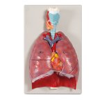 Lungs, Heart and Pharynx, 7 parts