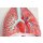 Lungs, Heart and Pharynx, 7 parts