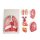 Lungs, Heart and Pharynx, 7 parts