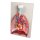 Lungs, Heart and Pharynx, 7 parts