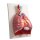 Lungs, Heart and Pharynx, 7 parts