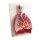 Lungs, Heart and Pharynx, 7 parts