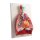 Lungs, Heart and Pharynx, 7 parts