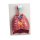 Lungs, Heart and Pharynx, 7 parts