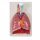 Lungs, Heart and Pharynx, 7 parts