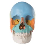 Beauchene Skull Model, Didactic Colored, 22 part - 3B Smart Anatomy