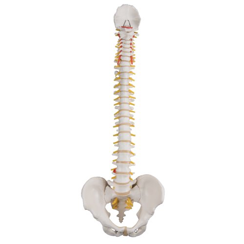 Spine Model, Flexible - 3B Smart Anatomy