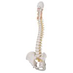 Spine Model, Flexible - 3B Smart Anatomy