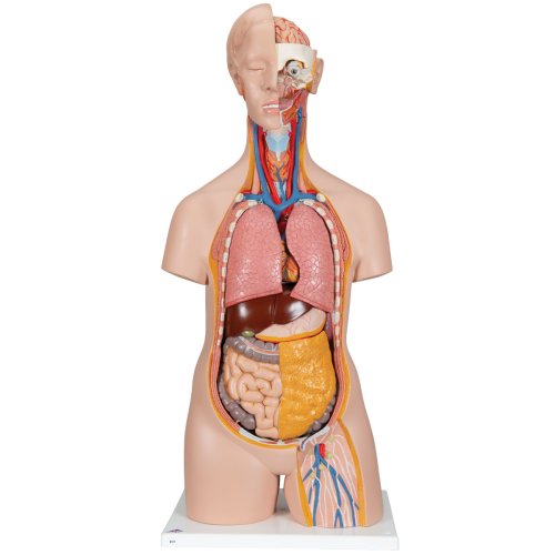 Torso-Model, geschlechtsneutral, 14-tlg - 3B Smart Anatomy