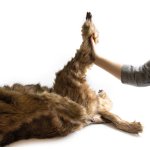 Hunde Positionierungspuppe Rocky