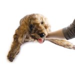 Hunde Positionierungspuppe Rocky