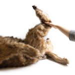 Hunde Positionierungspuppe Rocky