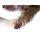 Hunde Positionierungspuppe Rocky
