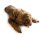 Hunde Positionierungspuppe Rocky