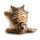 Hunde Positionierungspuppe Rocky