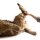 Hunde Positionierungspuppe Rocky